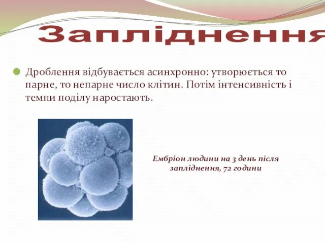 Дроблення відбувається асинхронно: утворюється то парне, то непарне число клітин. Потім