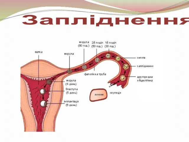 Запліднення