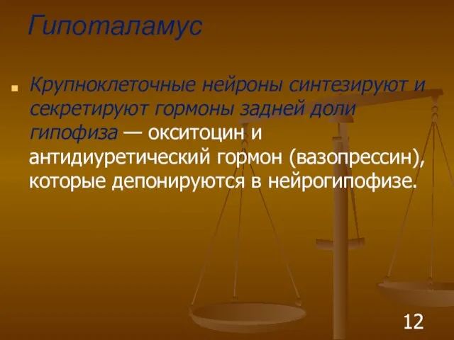 Гипоталамус Крупноклеточные нейроны синтезируют и секретируют гормоны задней доли гипофиза —