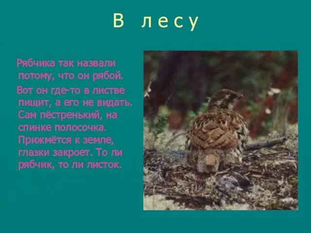 В л е с у Рябчика так назвали потому, что он