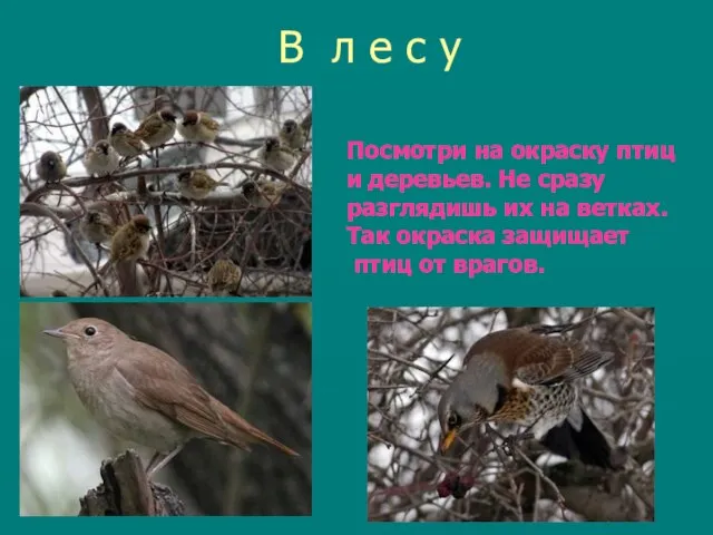 В л е с у Посмотри на окраску птиц и деревьев.