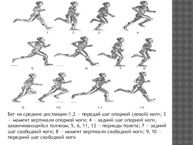 Бег на средние дистанции:1,2 — передай шаг опорной (левой) ноги; 3