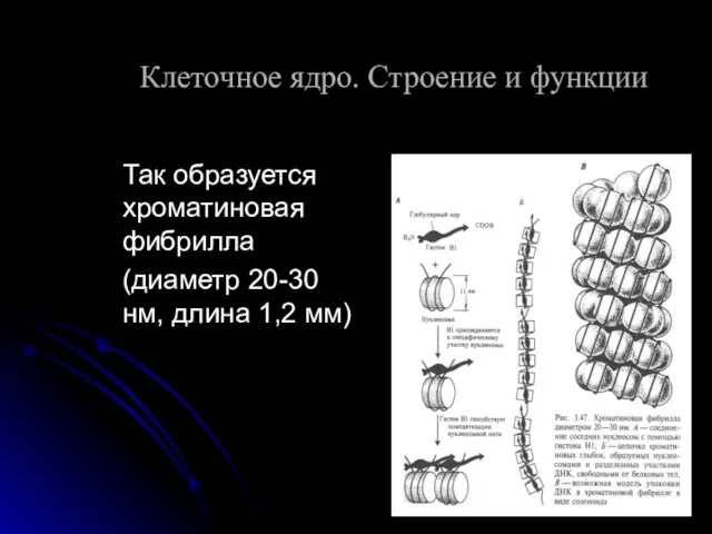 Так образуется хроматиновая фибрилла (диаметр 20-30 нм, длина 1,2 мм)