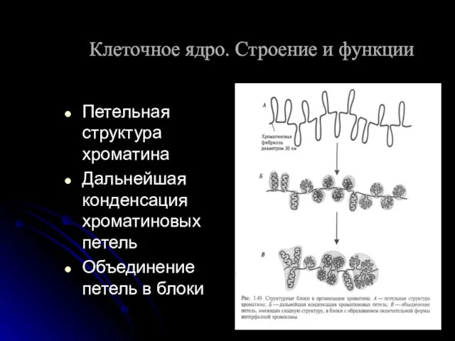 Петельная структура хроматина Дальнейшая конденсация хроматиновых петель Объединение петель в блоки Клеточное ядро. Строение и функции