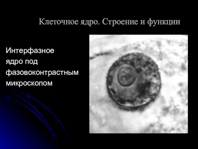 Интерфазное ядро под фазовоконтрастным микроскопом Клеточное ядро. Строение и функции