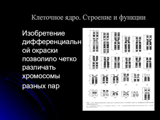 Изобретение дифференциальной окраски позволило четко различать хромосомы разных пар Клеточное ядро. Строение и функции