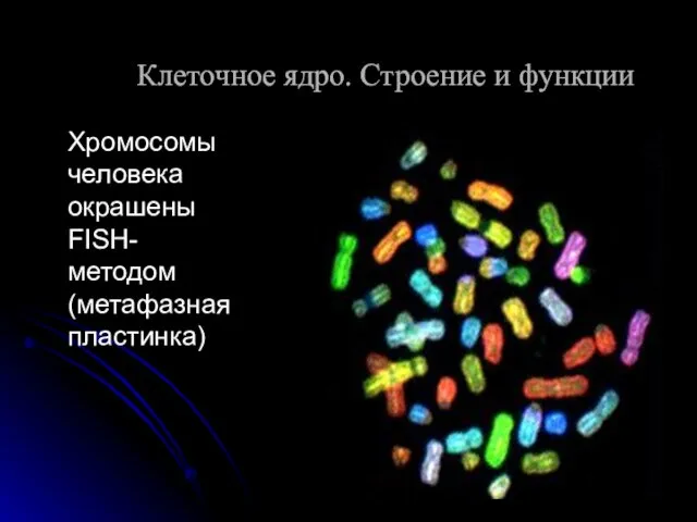 Хромосомы человека окрашены FISH-методом (метафазная пластинка) Клеточное ядро. Строение и функции