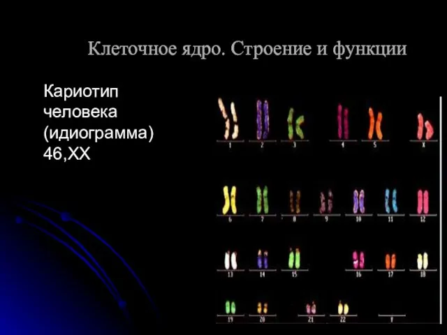 Кариотип человека (идиограмма) 46,ХХ Клеточное ядро. Строение и функции