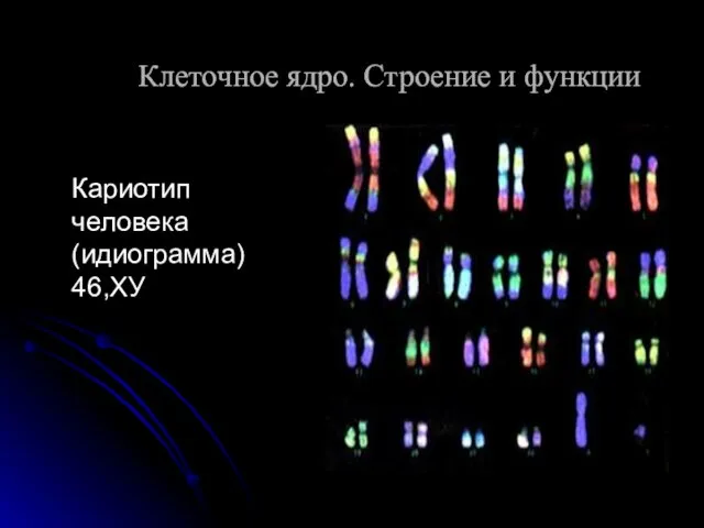 Кариотип человека (идиограмма) 46,ХУ Клеточное ядро. Строение и функции