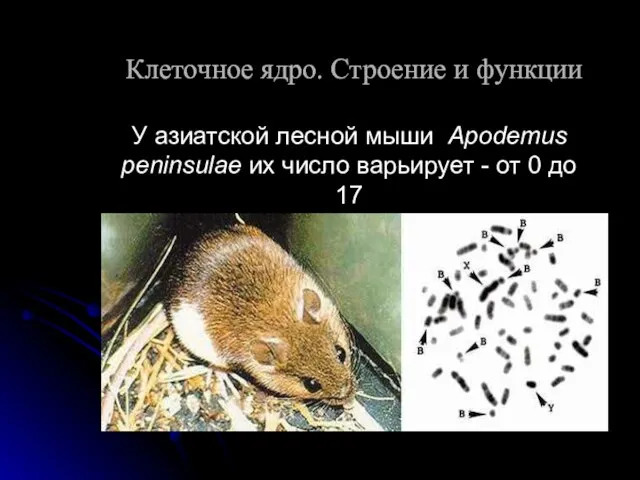 У азиатской лесной мыши Apodemus peninsulae их число варьирует - от