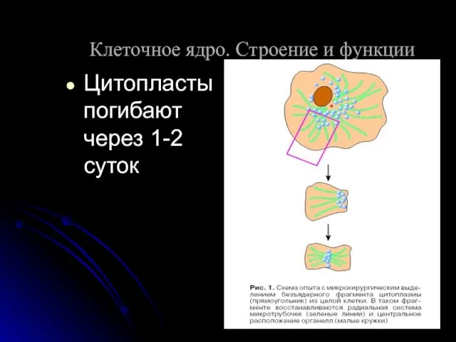 Цитопласты погибают через 1-2 суток