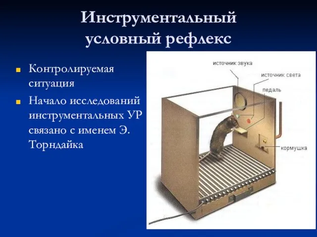 Инструментальный условный рефлекс Контролируемая ситуация Начало исследований инструментальных УР связано с именем Э. Торндайка