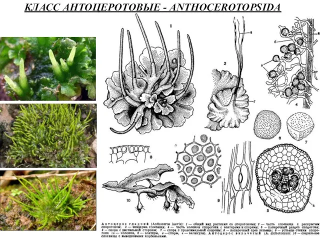 КЛАСС АНТОЦЕРОТОВЫЕ - ANTHOCEROTOPSIDA