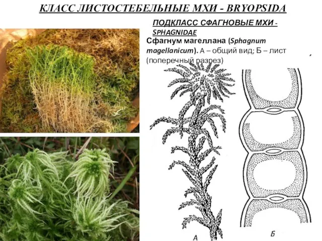 КЛАСС ЛИСТОСТЕБЕЛЬНЫЕ МХИ - BRYOPSIDA ПОДКЛАСС СФАГНОВЫЕ МХИ - SPHAGNIDAE Сфагнум