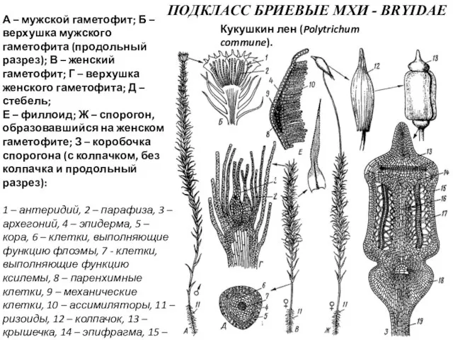 ПОДКЛАСС БРИЕВЫЕ МХИ - BRYIDAE А – мужской гаметофит; Б –