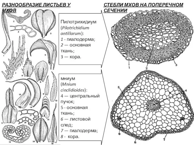 СТЕБЛИ МХОВ НА ПОПЕРЕЧНОМ СЕЧЕНИИ РАЗНООБРАЗИЕ ЛИСТЬЕВ У МХОВ Пилотрихидиум (Pilotrichidium