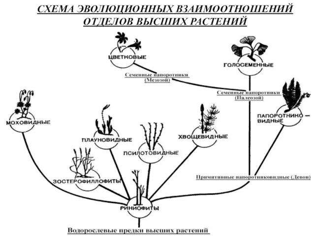 СХЕМА ЭВОЛЮЦИОННЫХ ВЗАИМООТНОШЕНИЙ ОТДЕЛОВ ВЫСШИХ РАСТЕНИЙ