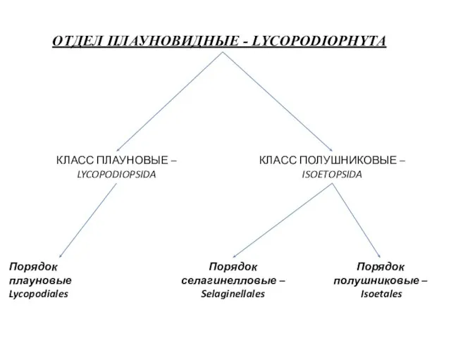 ОТДЕЛ ПЛАУНОВИДНЫЕ - LYCOPODIOPHYTA КЛАСС ПЛАУНОВЫЕ – LYCOPODIOPSIDA КЛАСС ПОЛУШНИКОВЫЕ –