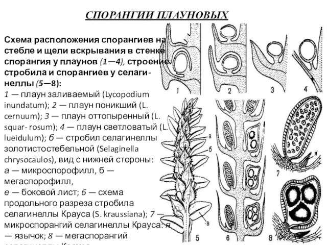 СПОРАНГИИ ПЛАУНОВЫХ Схема расположения спорангиев на стебле и щели вскрывания в