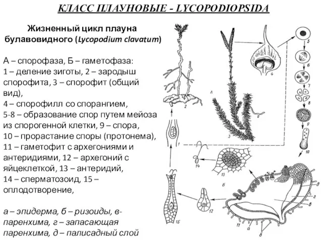 Жизненный цикл плауна булавовидного (Lycopodium clavatum) А – спорофаза, Б –