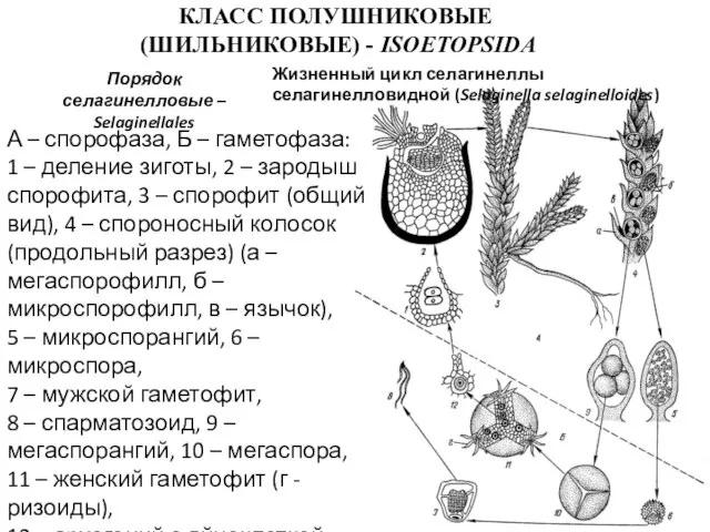 КЛАСС ПОЛУШНИКОВЫЕ (ШИЛЬНИКОВЫЕ) - ISOETOPSIDA Порядок селагинелловые – Selaginellales А –