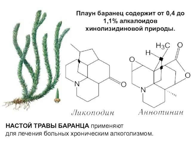 НАСТОЙ ТРАВЫ БАРАНЦА применяют для лечения больных хроническим алкоголизмом. Плаун баранец