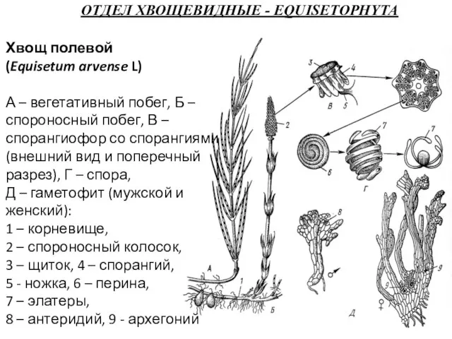 ОТДЕЛ ХВОЩЕВИДНЫЕ - EQUISETOPHYTA Хвощ полевой (Equisetum arvense L) А –