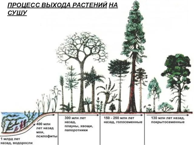 ПРОЦЕСС ВЫХОДА РАСТЕНИЙ НА СУШУ