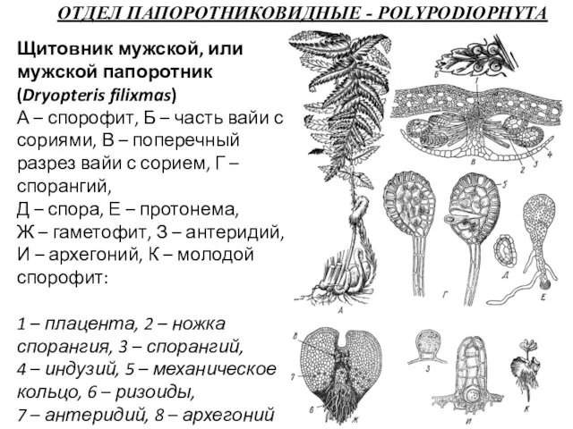 ОТДЕЛ ПАПОРОТНИКОВИДНЫЕ - POLYPODIOPHYTA Щитовник мужской, или мужской папоротник (Dryopteris filixmas)