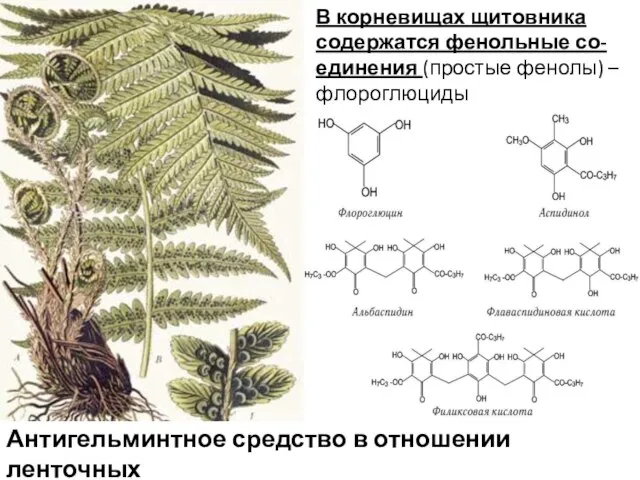 В корневищах щитовника содержатся фенольные со-единения (простые фенолы) – флороглюциды Антигельминтное