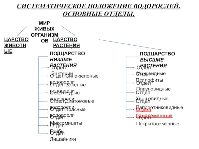 СИСТЕМАТИЧЕСКОЕ ПОЛОЖЕНИЕ ВОДОРОСЛЕЙ. ОСНОВНЫЕ ОТДЕЛЫ. МИР ЖИВЫХ ОРГАНИЗМОВ ЦАРСТВО ЖИВОТНЫЕ ЦАРСТВО