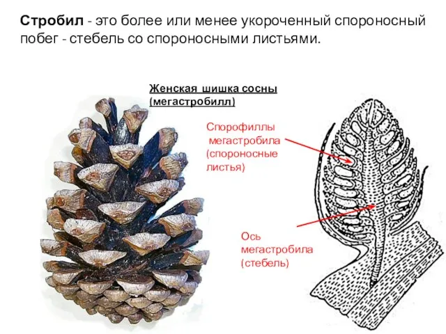 Женская шишка сосны (мегастробилл) Стробил - это более или менее укороченный