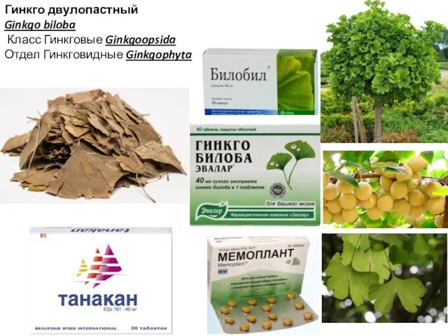 Гинкго двулопастный Ginkgo biloba Класс Гинкговые Ginkgoopsida Отдел Гинкговидные Ginkgophyta