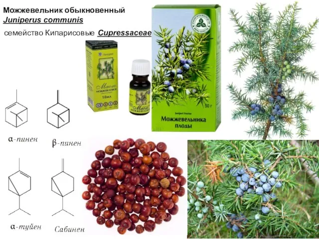 Можжевельник обыкновенный Juniperus communis семейство Кипарисовые Cupressaceae