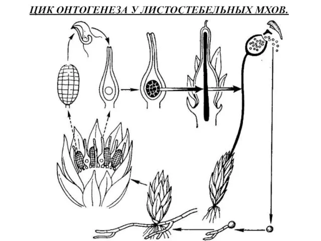 ЦИК ОНТОГЕНЕЗА У ЛИСТОСТЕБЕЛЬНЫХ МХОВ.