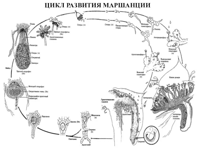 ЦИКЛ РАЗВИТИЯ МАРШАНЦИИ