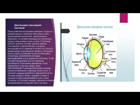 Зрительная сенсорная система Представлена воспринимающим отделом – рецепторами сетчатой оболочки глаза,