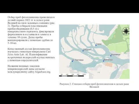 Рисунок 2. Станции отбора проб фитопланктона в дельте реки Великой Отбор