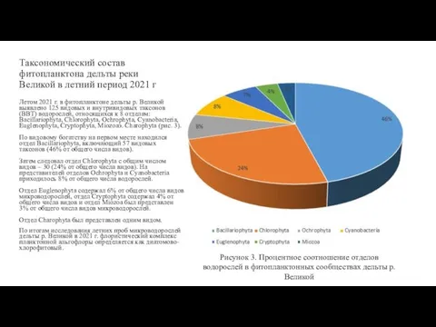 Таксономический состав фитопланктона дельты реки Великой в летний период 2021 г