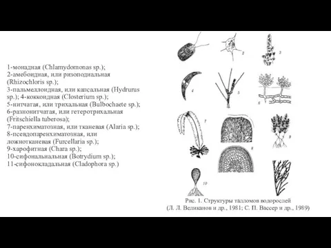 1-монадная (Chlamydomonas sp.); 2-амебоидная, или ризоподиальная (Rhizochloris sp.); 3-пальмеллоидная, или капсальная