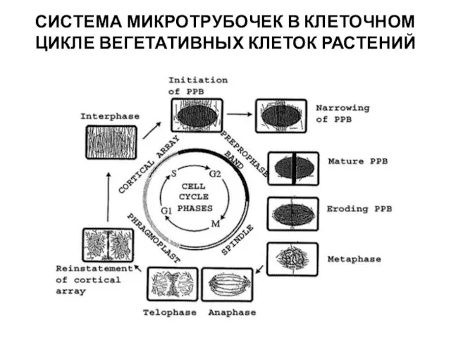 СИСТЕМА МИКРОТРУБОЧЕК В КЛЕТОЧНОМ ЦИКЛЕ ВЕГЕТАТИВНЫХ КЛЕТОК РАСТЕНИЙ