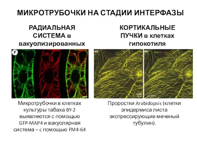 МИКРОТРУБОЧКИ НА СТАДИИ ИНТЕРФАЗЫ КОРТИКАЛЬНЫЕ ПУЧКИ в клетках гипокотиля РАДИАЛЬНАЯ СИСТЕМА