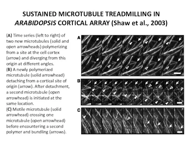 SUSTAINED MICROTUBULE TREADMILLING IN ARABIDOPSIS CORTICAL ARRAY (Shaw et al., 2003)