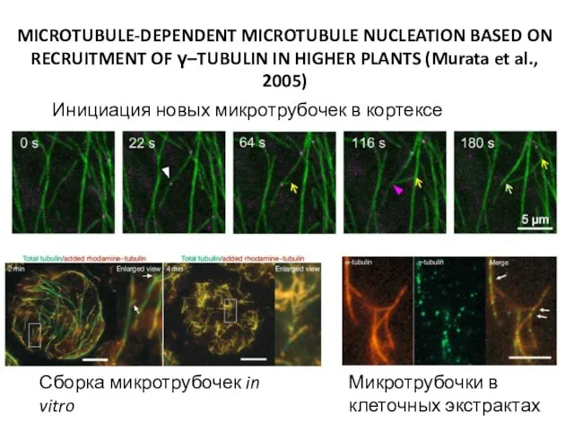 MICROTUBULE-DEPENDENT MICROTUBULE NUCLEATION BASED ON RECRUITMENT OF γ–TUBULIN IN HIGHER PLANTS