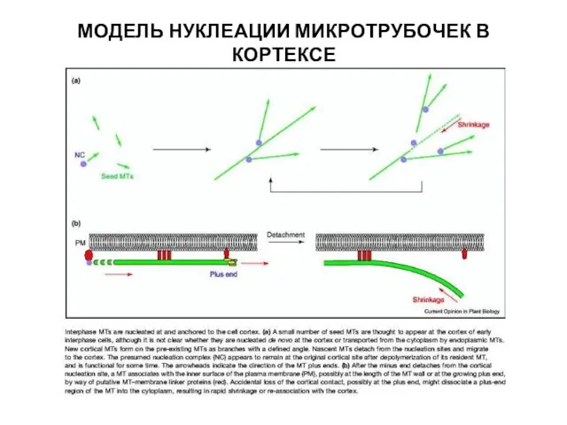 МОДЕЛЬ НУКЛЕАЦИИ МИКРОТРУБОЧЕК В КОРТЕКСЕ