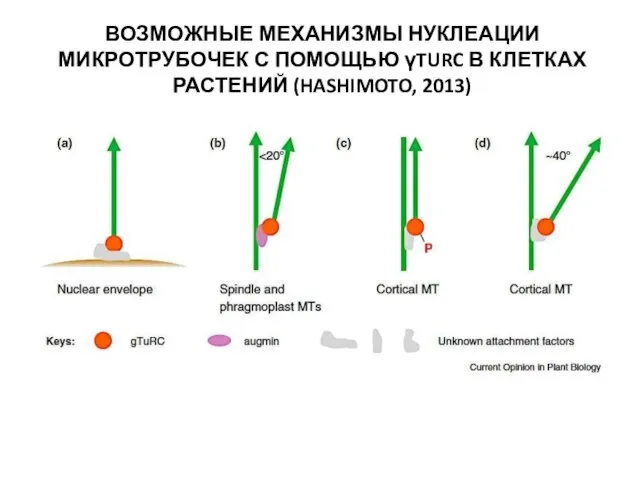 ВОЗМОЖНЫЕ МЕХАНИЗМЫ НУКЛЕАЦИИ МИКРОТРУБОЧЕК С ПОМОЩЬЮ γTURC В КЛЕТКАХ РАСТЕНИЙ (HASHIMOTO, 2013)