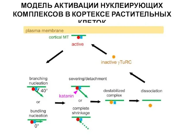 МОДЕЛЬ АКТИВАЦИИ НУКЛЕИРУЮЩИХ КОМПЛЕКСОВ В КОРТЕКСЕ РАСТИТЕЛЬНЫХ КЛЕТОК