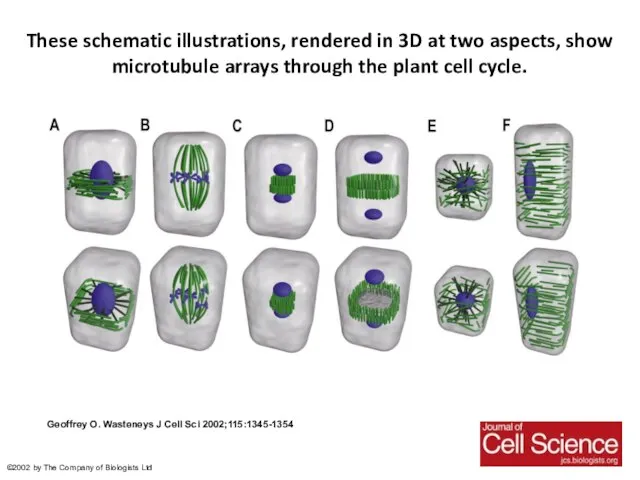 These schematic illustrations, rendered in 3D at two aspects, show microtubule