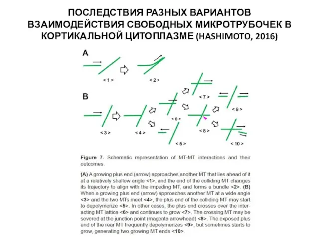 ПОСЛЕДСТВИЯ РАЗНЫХ ВАРИАНТОВ ВЗАИМОДЕЙСТВИЯ СВОБОДНЫХ МИКРОТРУБОЧЕК В КОРТИКАЛЬНОЙ ЦИТОПЛАЗМЕ (HASHIMOTO, 2016)