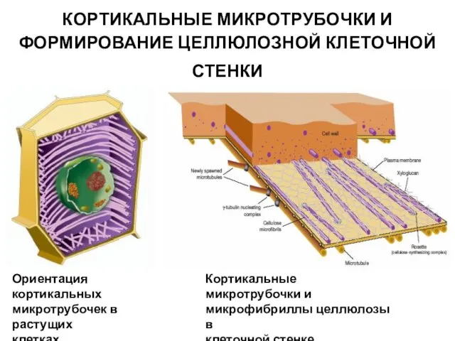 КОРТИКАЛЬНЫЕ МИКРОТРУБОЧКИ И ФОРМИРОВАНИЕ ЦЕЛЛЮЛОЗНОЙ КЛЕТОЧНОЙ СТЕНКИ Ориентация кортикальных микротрубочек в